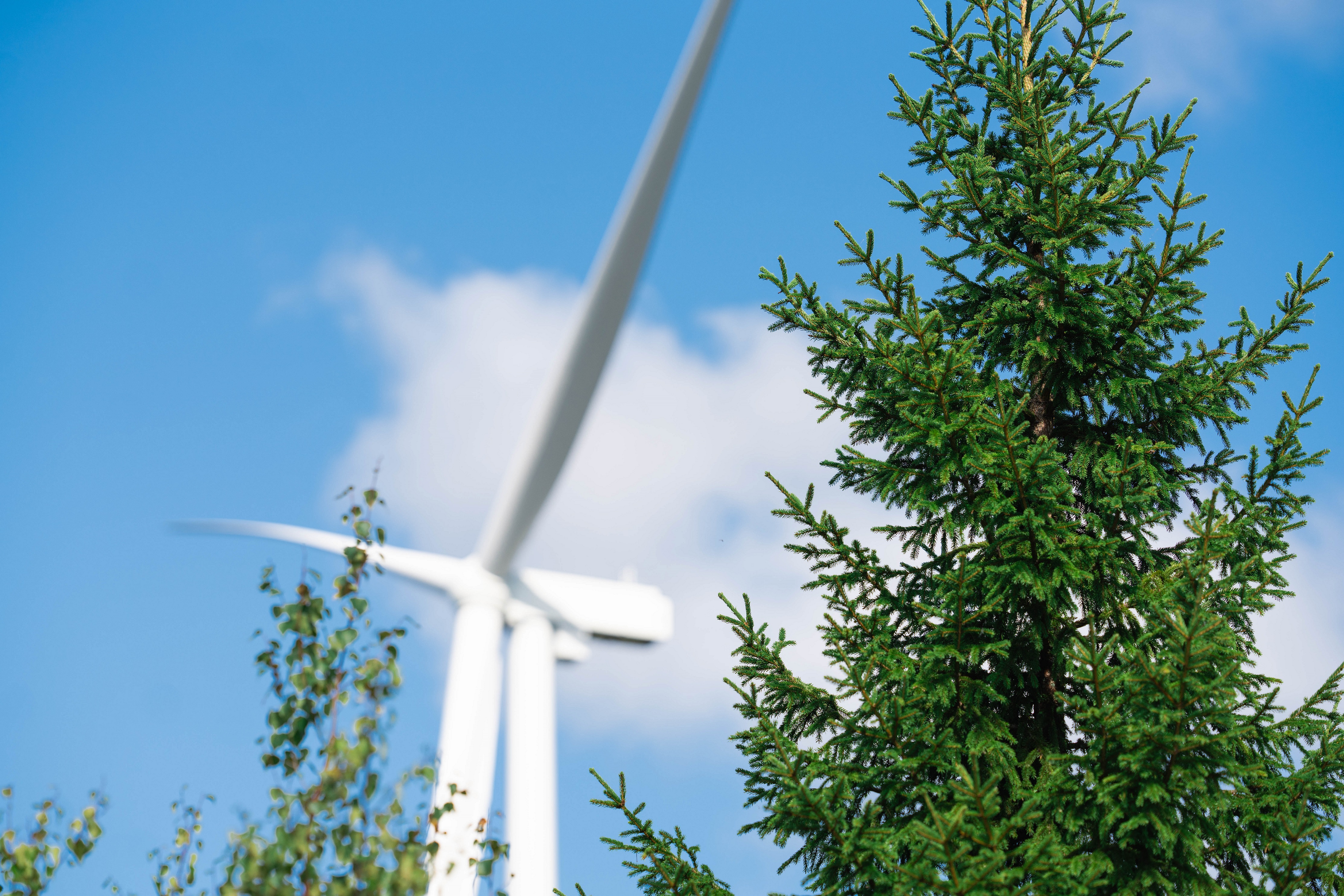 a windmill and trees