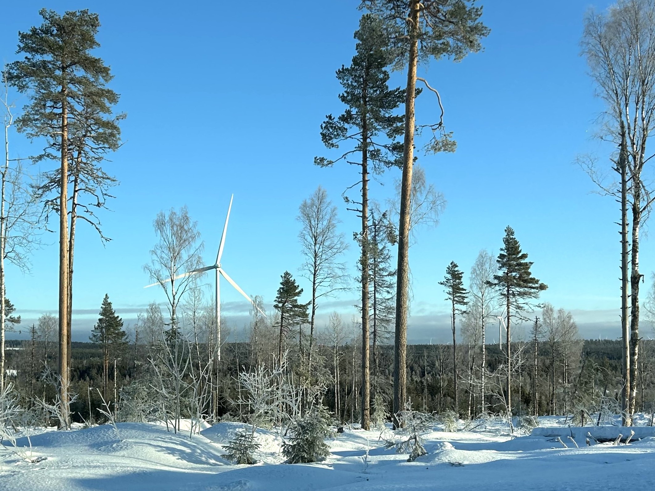 a snowy forest with trees and wind turbines