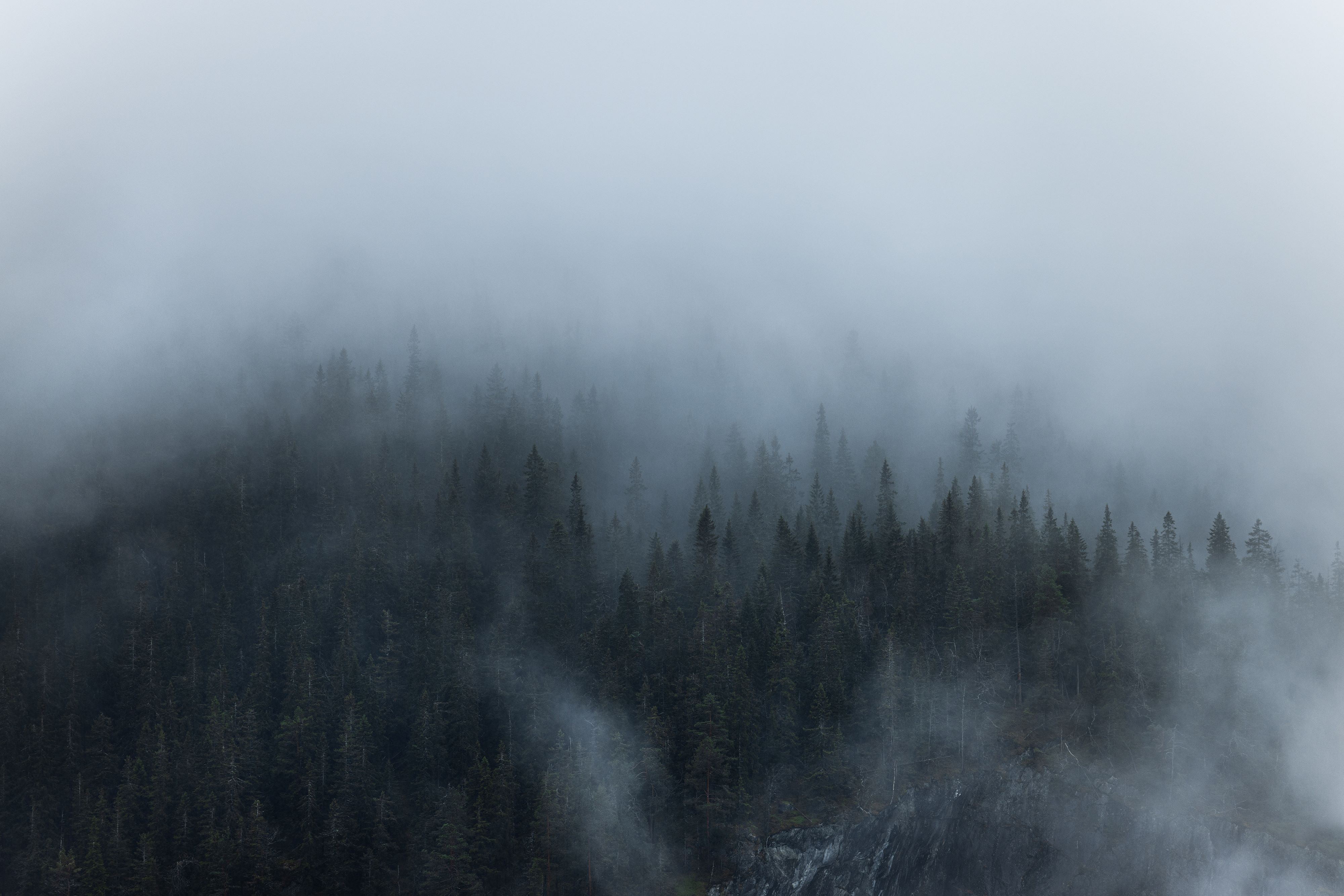 Foggy forest at Rjukan