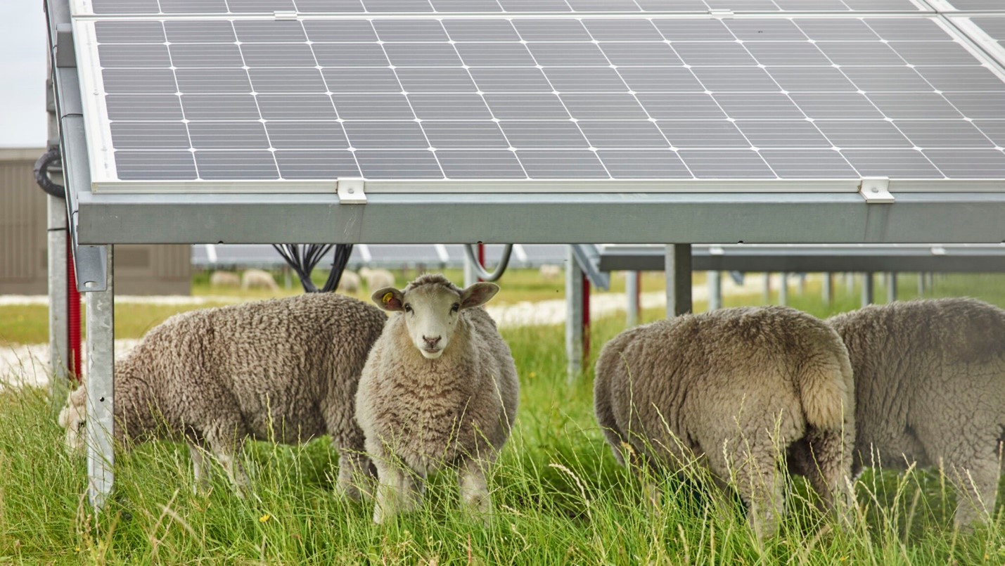 a group of sheep in a fenced in area